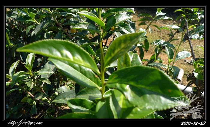 20241110-cb4ns 20241110-cb4ns