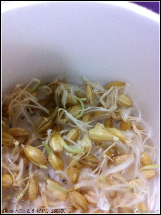 20241110-rce4z 20241110-rce4z